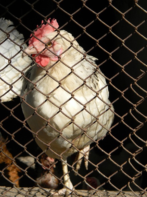 将决定谁能 将决定谁能